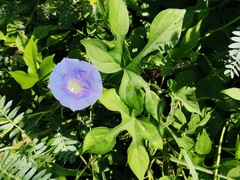 Ipomoea nil