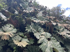 Gunnera