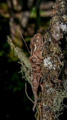 Trioceros sternfeldi
