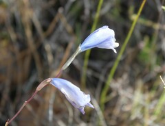 Gladiolus hirsutus