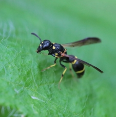 Symmorphus canadensis