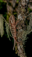 Trioceros sternfeldi