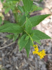 Solidago