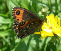 Erebia montanus