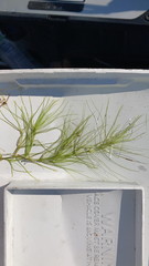 Najas gracillima