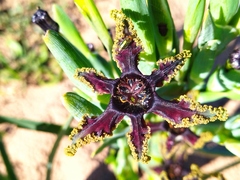 Ferraria crispa