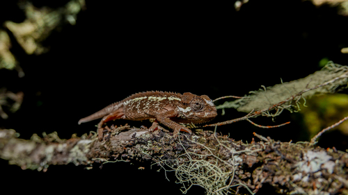 Crater Highlands Side-striped Chameleon, Trioceros sternfeldi