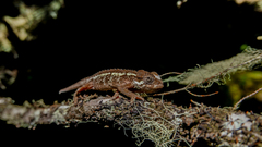 Trioceros sternfeldi