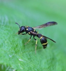 Symmorphus canadensis