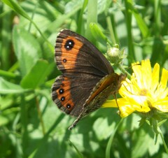 Erebia montanus