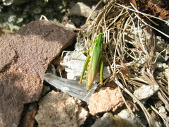 Omocestus viridulus