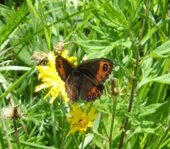 Erebia montanus