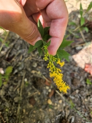 Solidago