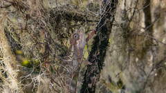 Trioceros sternfeldi