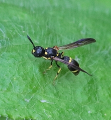 Symmorphus canadensis