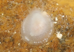 Conualevia alba
