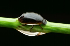 Enochrus