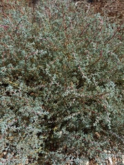 Halogeton sativus