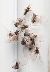 Lasius americanus