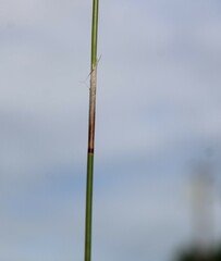 Thamnochortus lucens