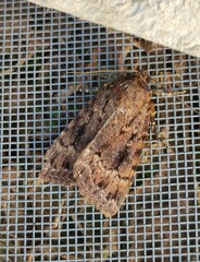 Amphipyra pyramidea