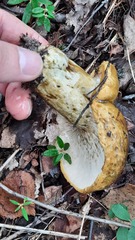 Lactarius turpis