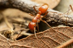 Polyergus topoffi