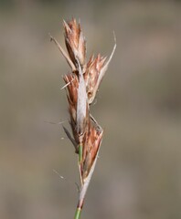 Thamnochortus lucens