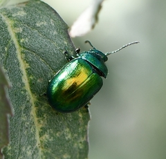 Chrysolina herbacea
