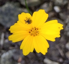Coreopsis lanceolata