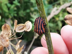 Graphosoma italicum italicum