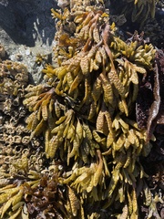 Pelvetiopsis limitata