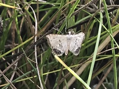 Cataclysta lemnata