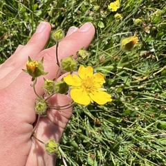 Potentilla gracilis