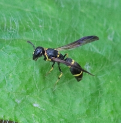 Symmorphus canadensis