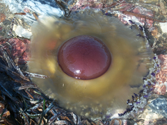 Cotylorhiza tuberculata
