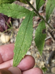 Solidago