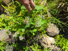 Mikania scandens