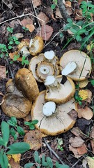 Lactarius turpis