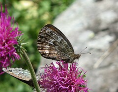 Erebia montanus
