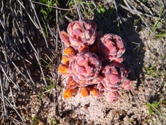 Hyobanche sanguinea