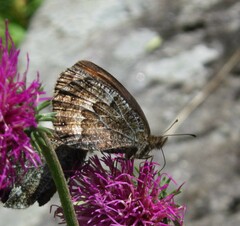 Erebia montanus