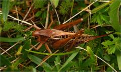 Decticus verrucivorus