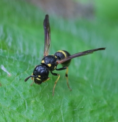Symmorphus canadensis
