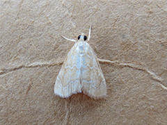 Glaphyria sesquistrialis