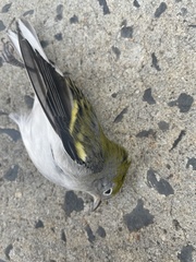Setophaga pensylvanica