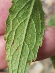 Solidago