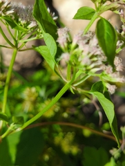 Mikania scandens