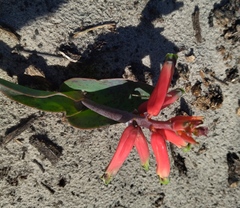 Lachenalia bulbifera