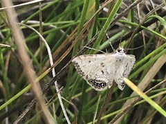 Cataclysta lemnata